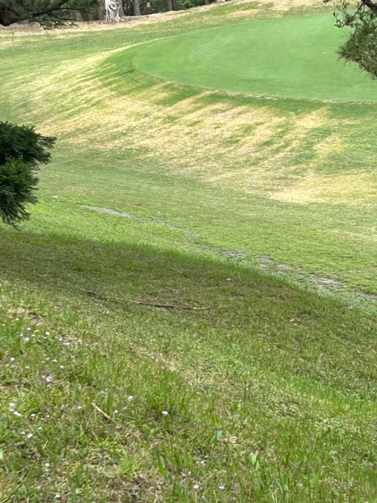 高爾夫球場斜坡草坪農藥隨水流擴散造成的大面積黃化藥害