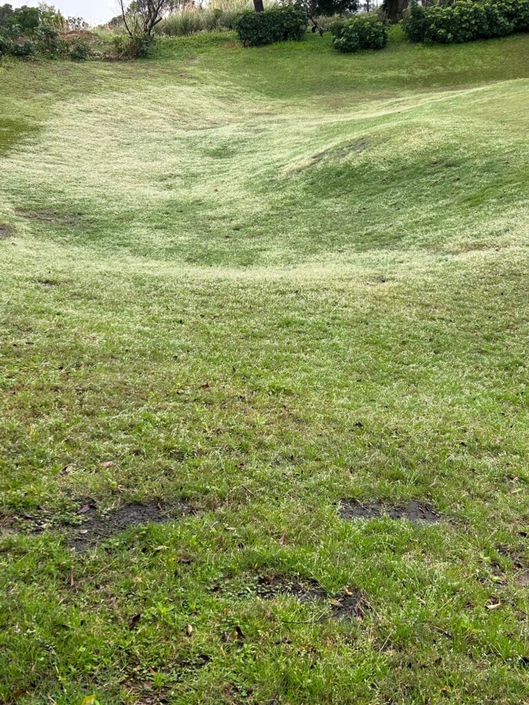 高端球場坡面草坪展著劑濃度過高造成的全面性白化灼傷